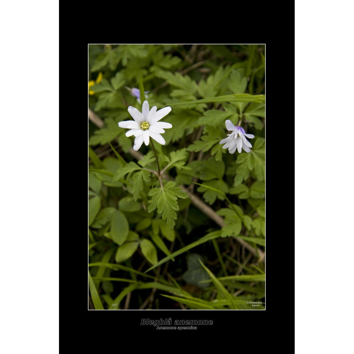 Blegblå  - Apennina Anemone - galleriprint