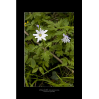 Blegblå  - Apennina Anemone - galleriprint