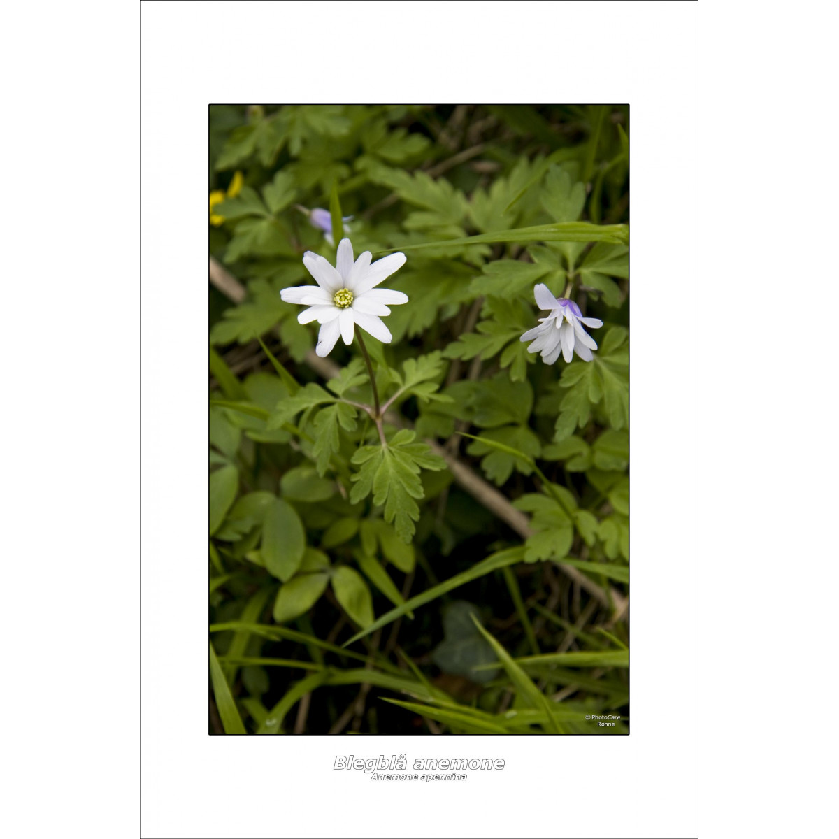 Blegblå  - Apennina Anemone - galleriprint