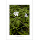 Blegblå  - Apennina Anemone - galleriprint